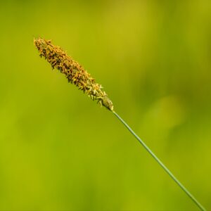 Carex nigra