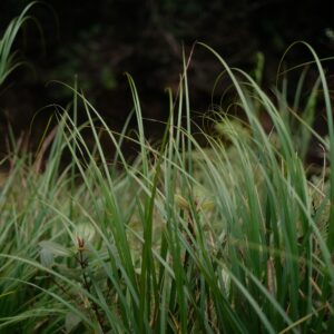 Carex oshimensis ‘Evercream’ ®