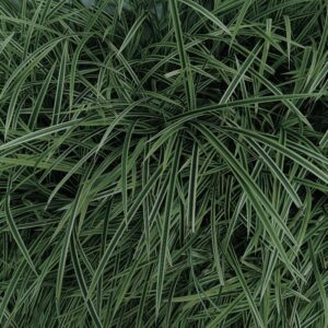 Carex oshimensis ‘Everdi’ ®