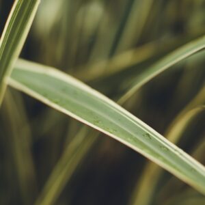 Carex oshimensis ‘Everest’ ®