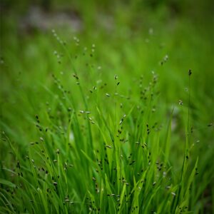 Carex tenuiculmis