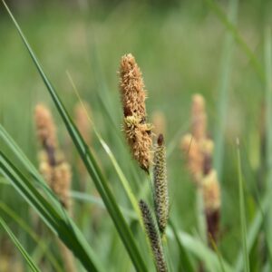 Carex riparia