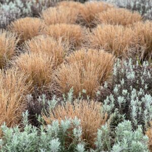 Carex petriei ‘Milk Chocolate’