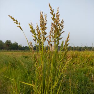 Carex paniculata