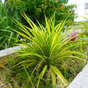 Carex oshimensis ‘Maxigold’