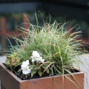 Carex oshimensis ‘Ice Cream’ ®