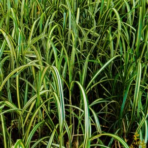 Carex oshimensis ‘Eversheen’ ®