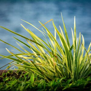 Carex oshimensis ‘Everoro’