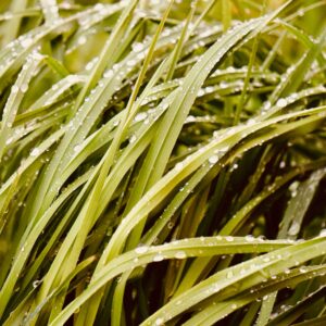 Carex oshimensis ‘Everlime’ ®