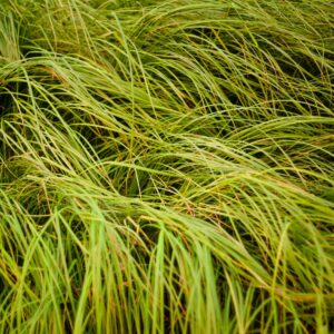 Carex oshimensis ‘Everillo’ ®