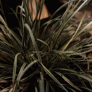 Carex oshimensis ‘Evergreen’