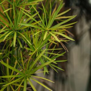 Cyperus papyrus