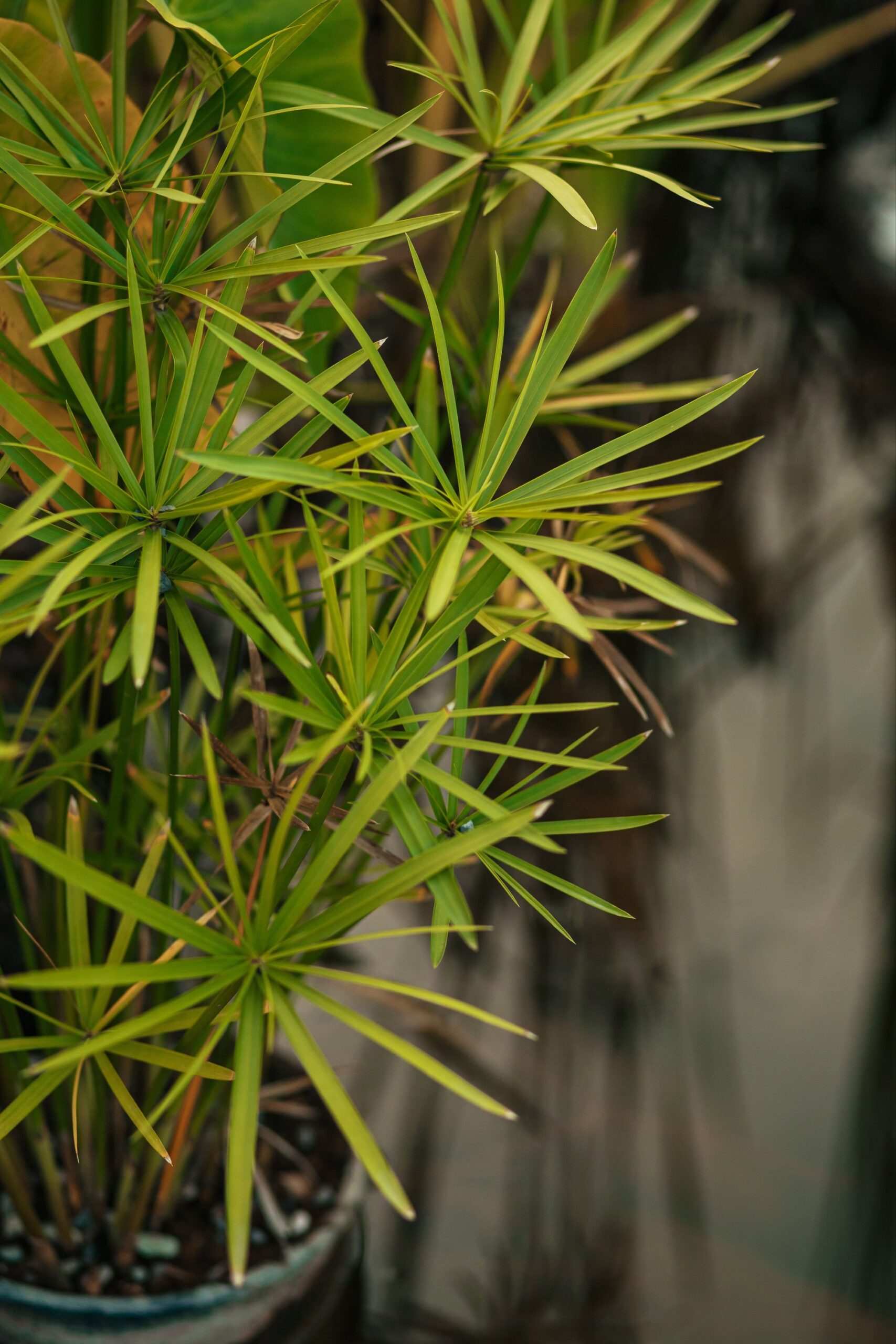 Cyperus papyrus