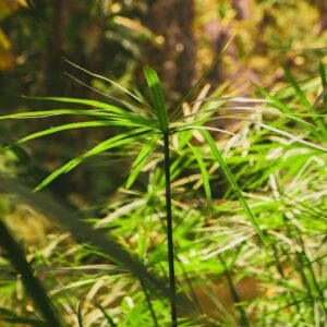 Cyperus papyrus
