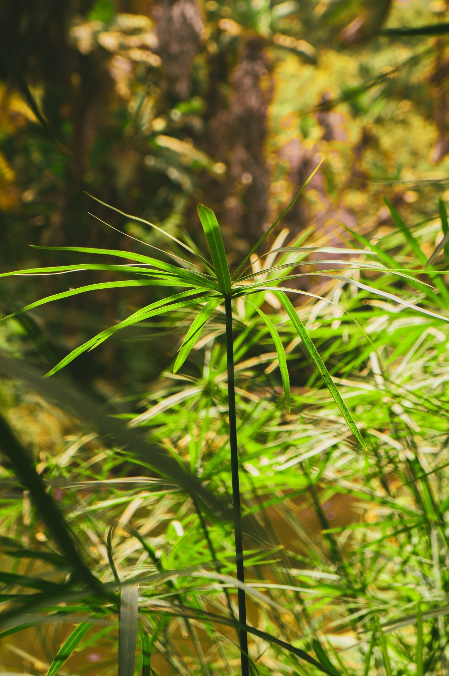 Cyperus papyrus