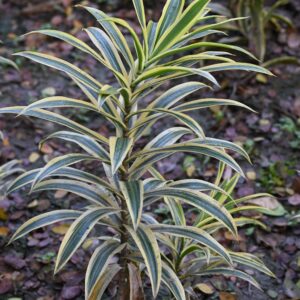 Cyperus diffusus variegata