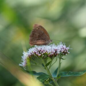 Eupatorium ‘Chocolate’