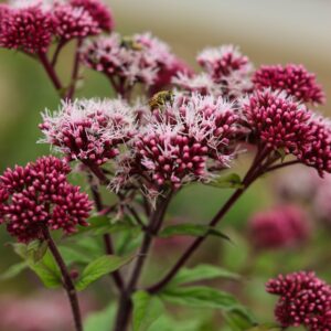 Eupatorium ‘Phantom’ ®
