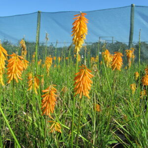 Kniphofia ‘Mango Popsicle’ ®