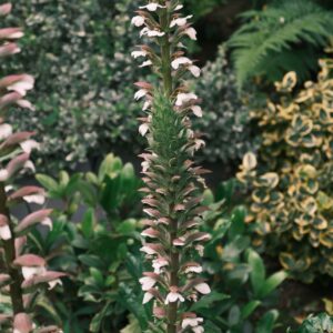 Acanthus hungaricus ‘White Lips’
