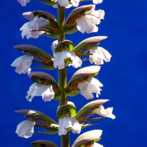 Acanthus mollis ‘Morning Candle’