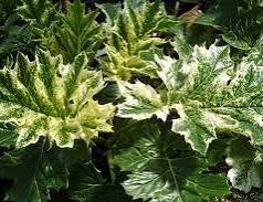 Acanthus mollis ‘Tasmanian Angel’ ®