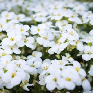 Arabis caucasica compacta ‘Schneehaube’
