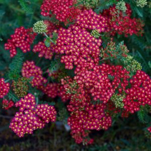 Achillea millefolium ‘Summer Fruits Carmine’