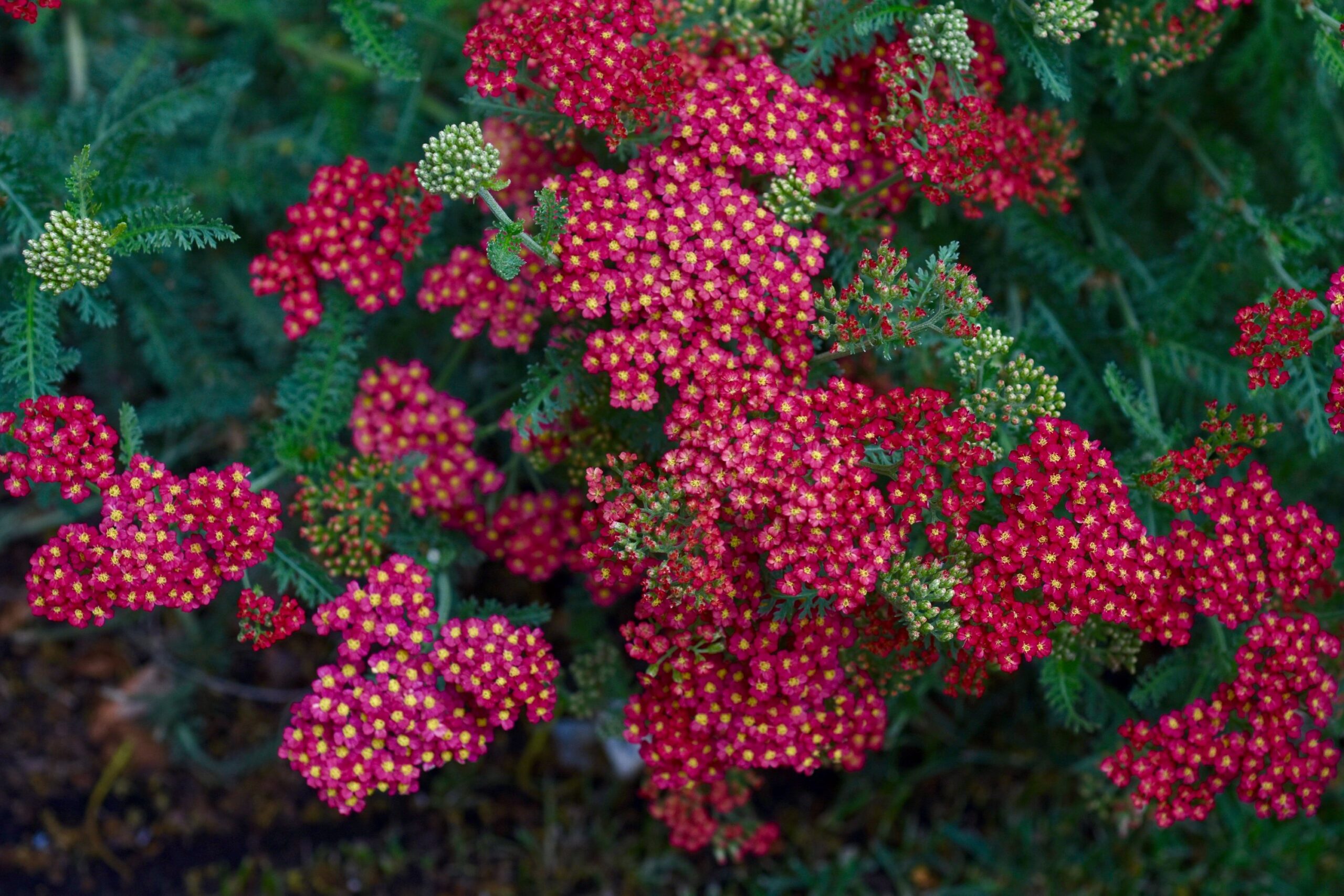 Achillea millefolium ‘Summer Fruits Carmine’