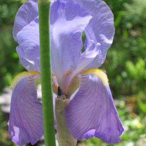 Iris germanica ‘Dalmatica Pallida’