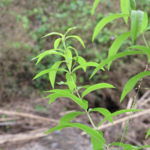 Lippia citriodora