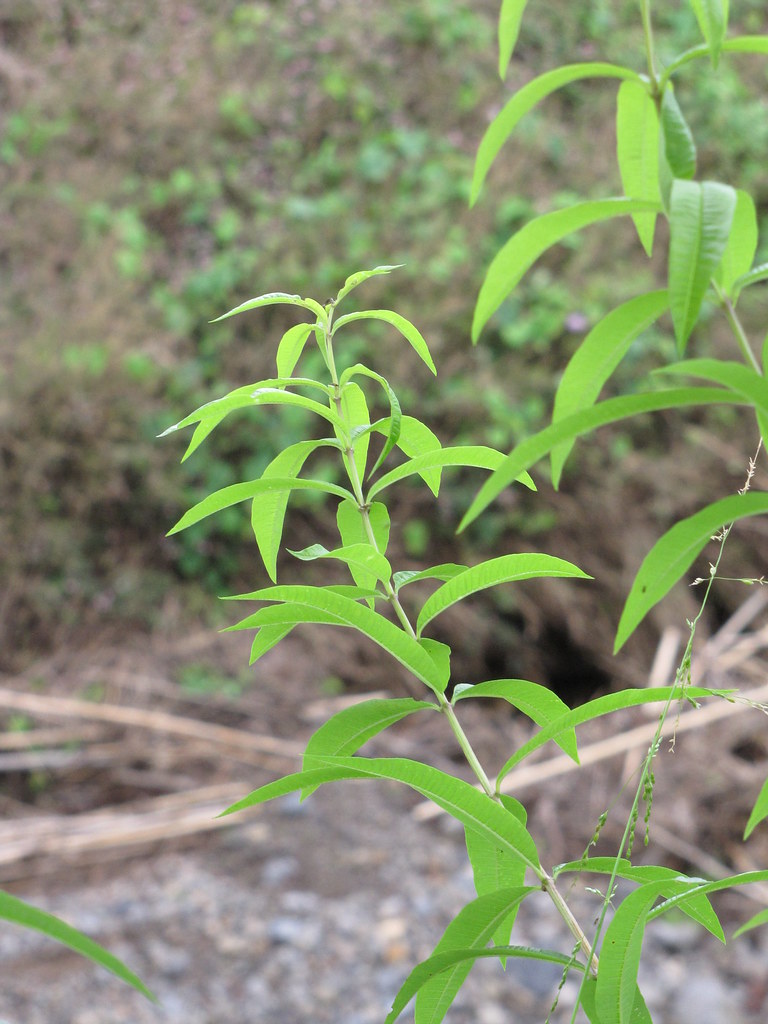 Lippia citriodora