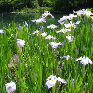 Iris ensata ‘Gracieuse’