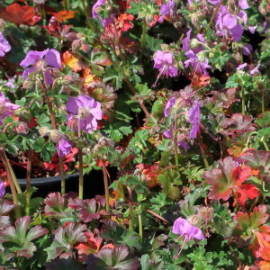Geranium x cantabrigiense ‘Westray’ ®