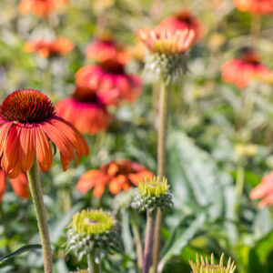 Echinacea ‘Rainbow Marcella’ ®