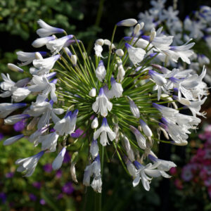 Agapanthus ‘Queen Mum’ ® – foto della pianta