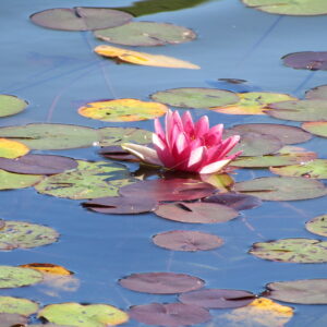 Nymphaea ‘Conqueror’