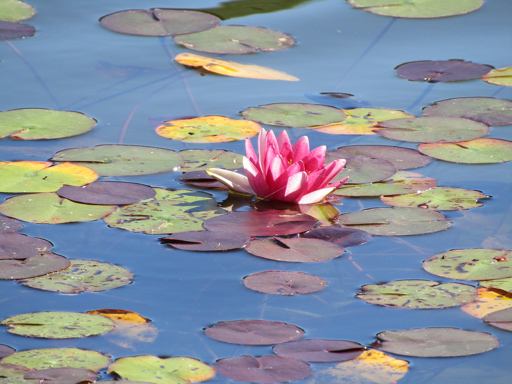 Nymphaea ‘Conqueror’