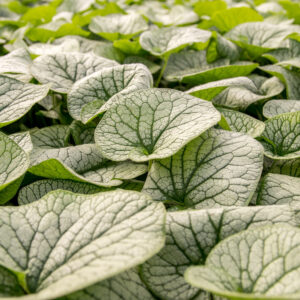 Brunnera ‘Alexander's Great’ ®