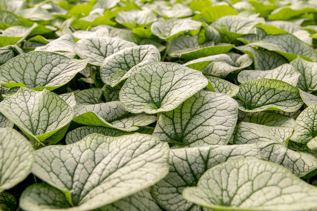 Brunnera ‘Alexander's Great’ ®