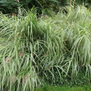 Miscanthus sinensis ‘Variegato’