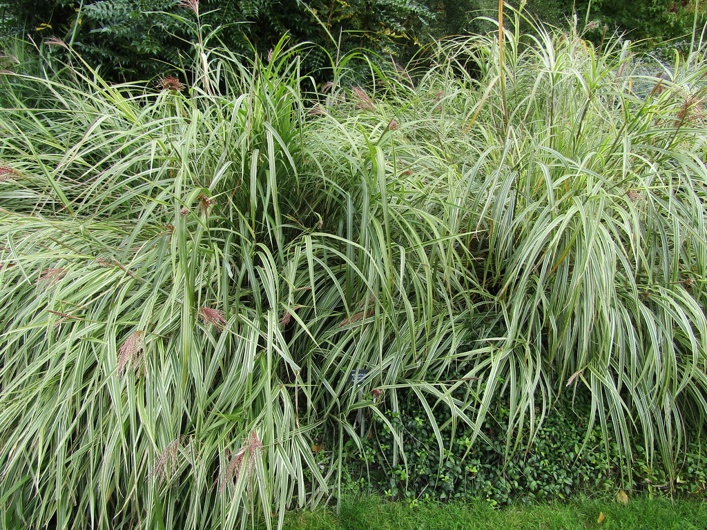 Miscanthus sinensis ‘Variegato’