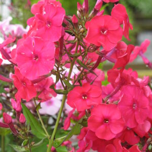 Phlox paniculata ‘Red Riding Hood’