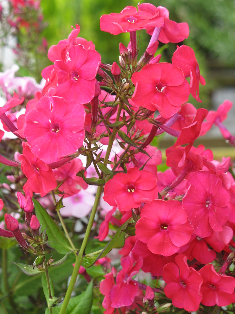 Phlox paniculata ‘Red Riding Hood’