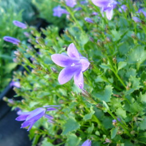 Campanula poscharskiana ‘Stella’