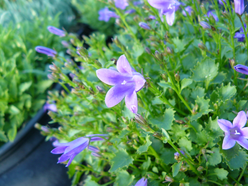 Campanula poscharskiana ‘Stella’