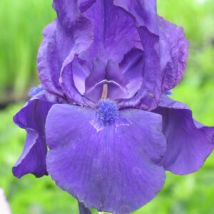 Iris germanica ‘Matinata’