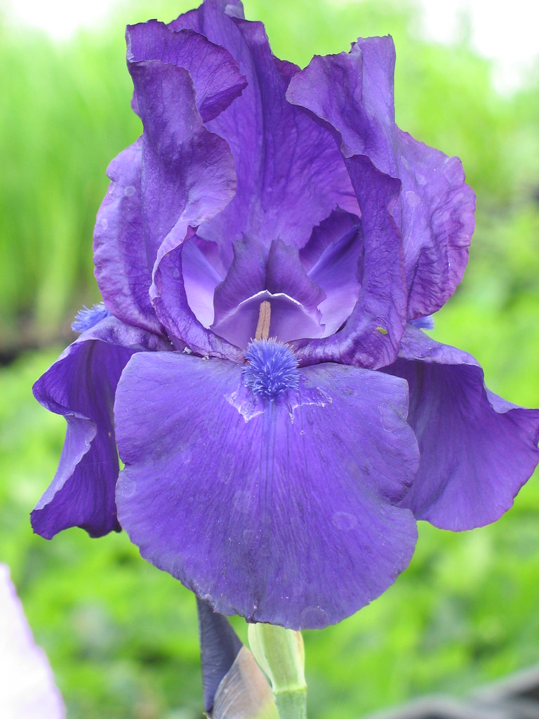 Iris germanica ‘Matinata’