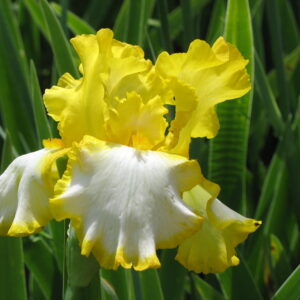 Iris germanica ‘First Interstate’