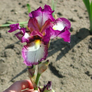 Iris germanica ‘Autumn Encore’